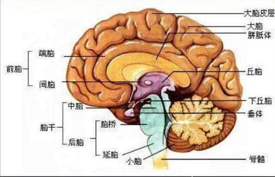 心理学：你能从图中找到几张脸？测你大脑的反应能力有多快！