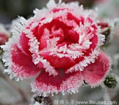 心理测试：4朵冰雪玫瑰，哪朵最美？测你潜意识里是什么样子？