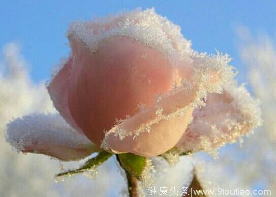 心理测试：4朵冰雪玫瑰，哪朵最美？测你潜意识里是什么样子？