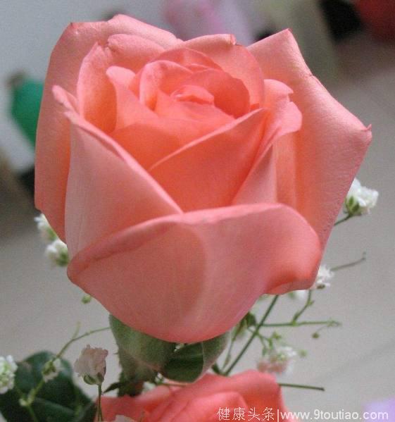 心理测试：有3朵玫瑰，你最喜欢哪朵？测你近期桃花运旺不旺！