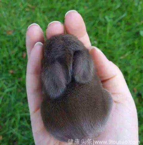 心理测试：4只小兔子，哪只受伤了？测出你性格上的软肋是什么？