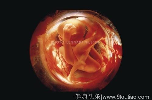 摄影师花10年拍摄出了子宫生命孕育的故事 你还觉得生孩子简单吗