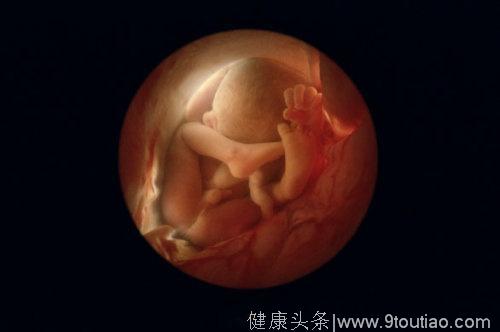 摄影师花10年拍摄出了子宫生命孕育的故事 你还觉得生孩子简单吗