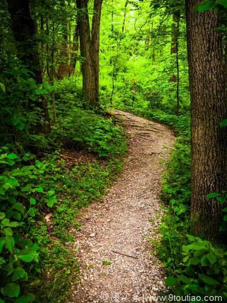 心理测试：四条森林小道，你最想走哪一条？测出你今后有多幸运！