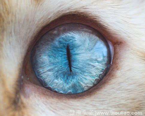 心理学：四只眼睛，哪只是鹰眼？测你洞察人心的能力有多强？