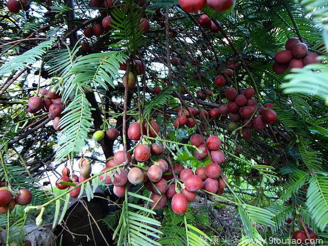 这野生植物可治白血病，可榨油，每斤12万美金，农民自己就能种！