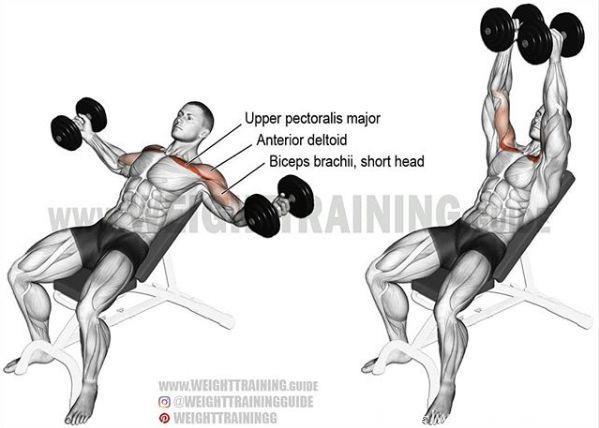 史上最全3D肌肉训练图解，告别瞎练从此健身不求人！