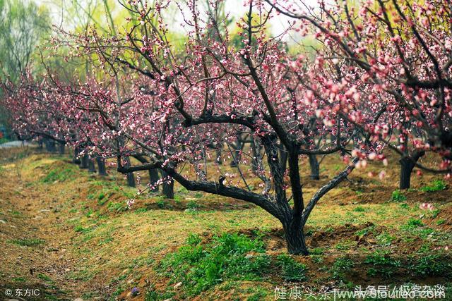 心理学：四片桃林，哪个最美？测你近期的桃花运旺不旺？