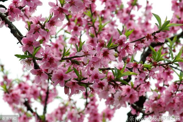 心理学：四片桃林，哪个最美？测你近期的桃花运旺不旺？