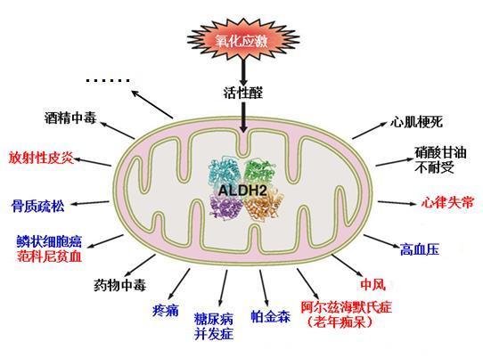 糖尿病病人能喝酒吗?