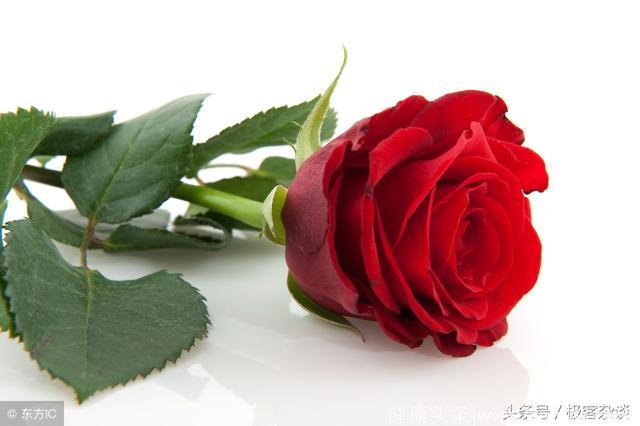 心理学：哪朵玫瑰花最能吸引到你？测出你会遇见什么样的男人？