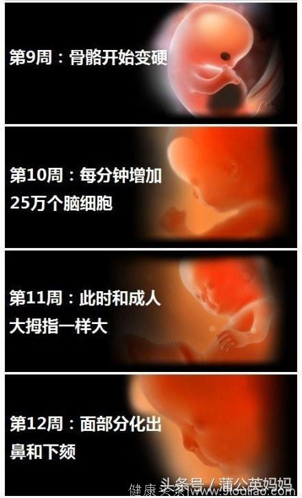 看到最后心萌化了：胎儿在母亲子宫成长的整整40周，太神奇了！