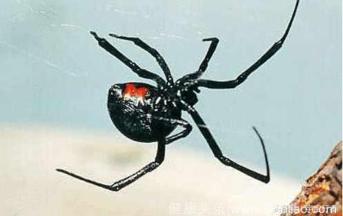 毒性最强的蜘蛛，男性被咬到将会异常勃起，持续时间最长可达几天