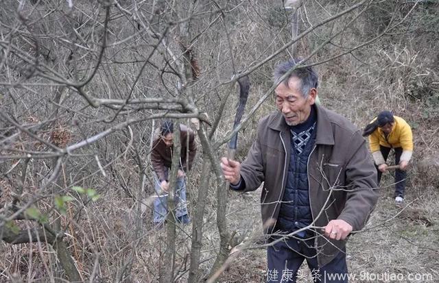 贵州患癌夫妇带领家人坚持33年种树30万棵，癌症奇迹般消失