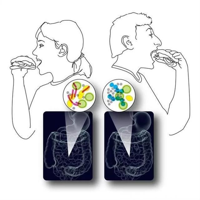 肠道菌群小科普之三：肠健康与高血压