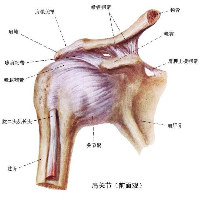小小韧带作用强，肩周炎等患者活动受限常常有它的身影