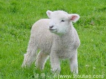 心理学：选一只羊，测你应该怎样吸引异性