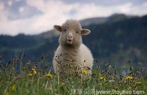 心理学：选一只羊，测你应该怎样吸引异性