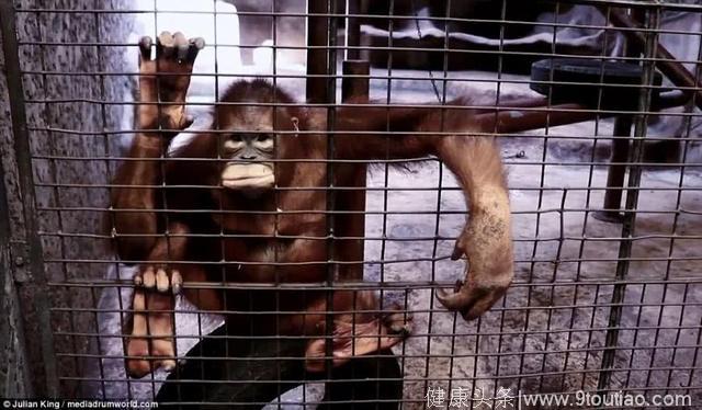 网泰国“史上最悲哀动物园”：动物全部抑郁，这是什么情况？