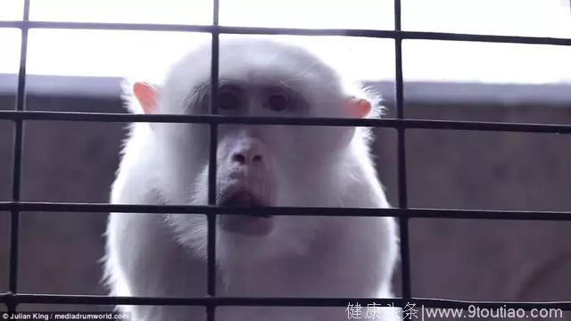 网泰国“史上最悲哀动物园”：动物全部抑郁，这是什么情况？