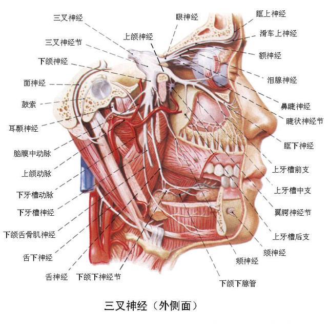 《人体解剖学》三叉神经（脑神经）