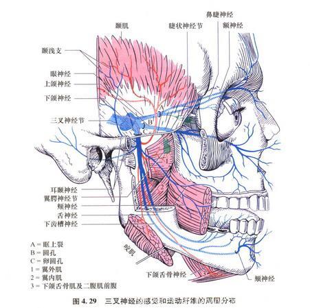 《人体解剖学》三叉神经（脑神经）