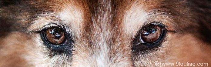 心理学：下面4只狗的眼睛，哪个最凶，测你的智商和情商有多高！