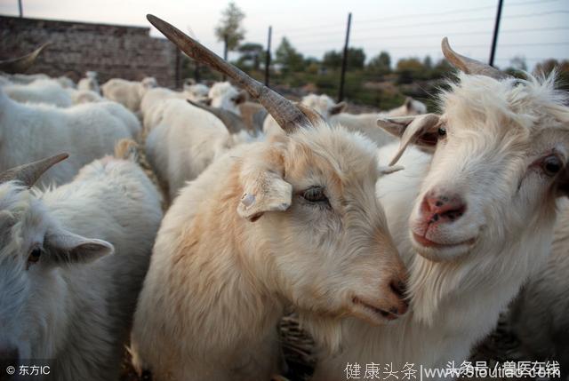 养羊民间偏方，大家都来看！