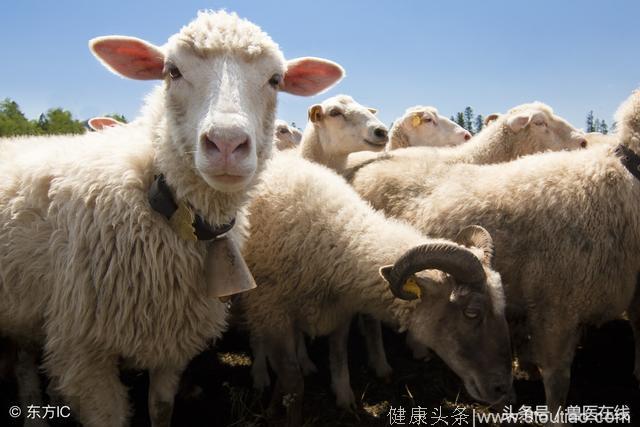 养羊民间偏方，大家都来看！