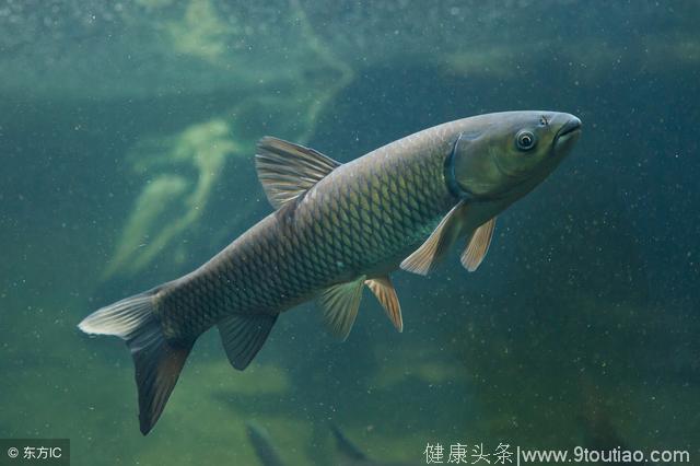 内附各种鱼钩绑定方法 一,民间糟饵 可用来钓鲤鱼,对一些素食的淡水鱼