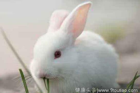 心理测试：哪个兔子最想领回家？测试你是否有人格魅力？