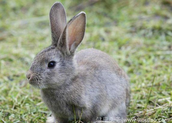 心理测试：哪个兔子最想领回家？测试你是否有人格魅力？