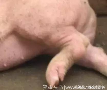 猪的腿瘸你以为就是链球菌吗！