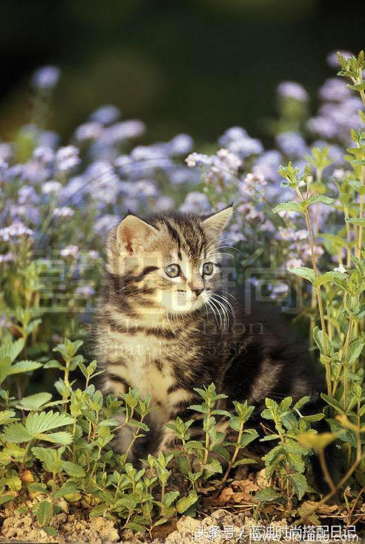心理学：四只小猫咪，哪只最可爱？测最近你会遇到什么好运？