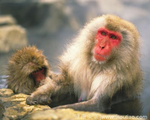 心理测试：四个可爱的猴子选一个，看你下个月要发生啥事情