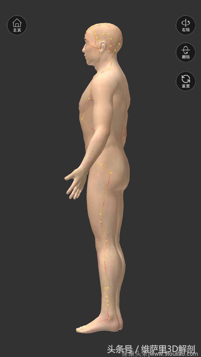 维萨里3D解剖精美图谱持续更新——穴位