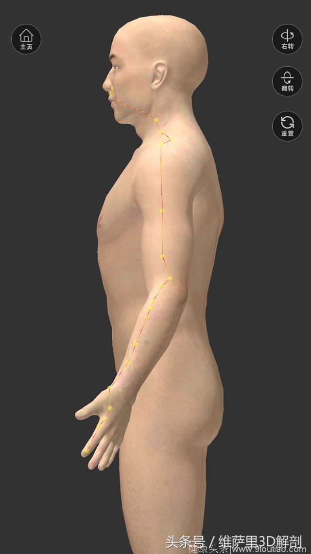维萨里3D解剖精美图谱持续更新——穴位
