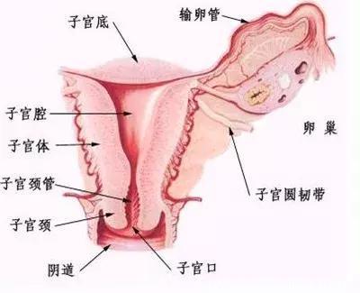全程真实体验详解：在新加坡做子宫颈癌抹片免费检测