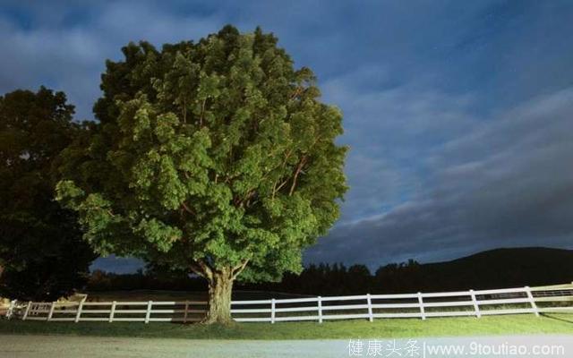 心理测试：4棵树，哪棵树年纪最大？测你未来能够过上怎样的生活