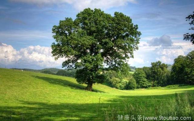 心理测试：4棵树，哪棵树年纪最大？测你未来能够过上怎样的生活