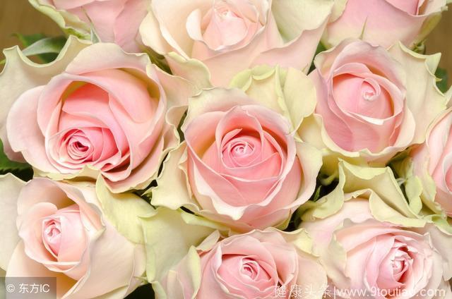 心理测试——你最喜欢哪朵玫瑰花，测试你最近会不会遇到真爱~