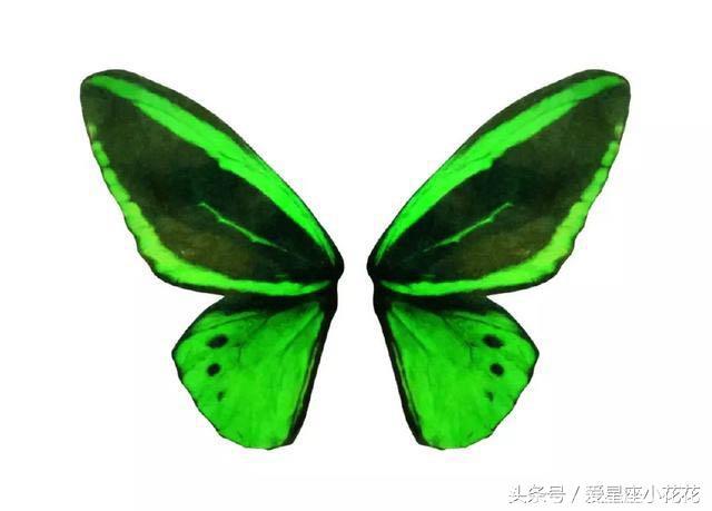 心理测试：你愿意变成哪对蝴蝶翅膀，测什么样的人会成为你的恋人