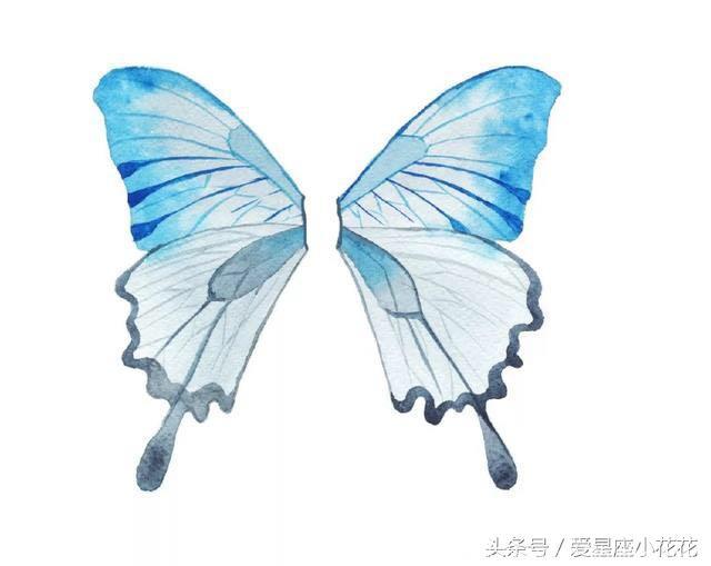 心理测试：你愿意变成哪对蝴蝶翅膀，测什么样的人会成为你的恋人