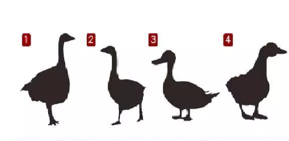 心理测试——你觉得哪一只是鹅？测出你独一无二的人格特质~