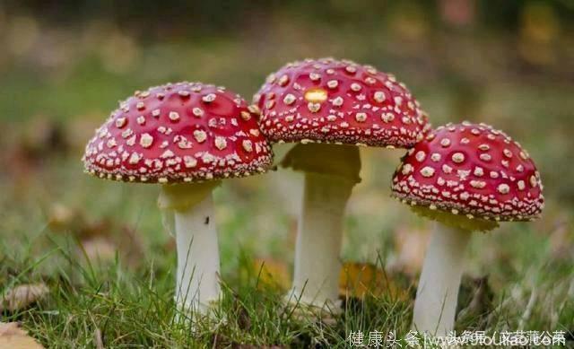 心理测试：你觉得哪个蘑菇会有毒？测在感情中你会遇到哪种暗算！