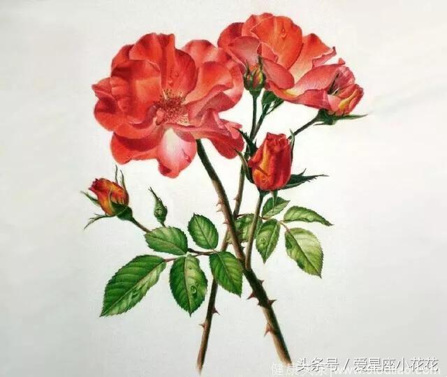 心理测试：你喜欢哪一朵手绘的玫瑰花，测你在对方心中有多重要
