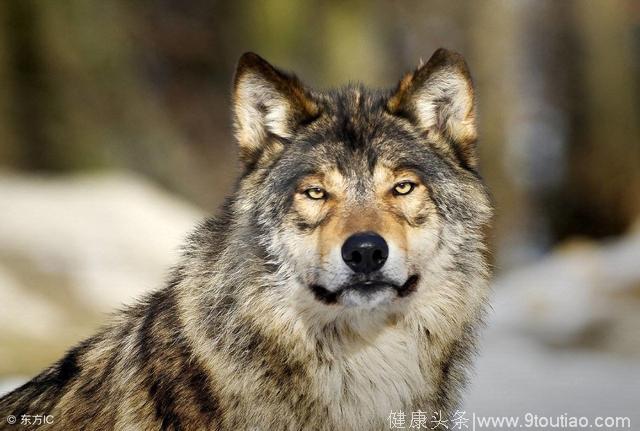心理测试：你觉得哪条狼是狼王，看五年的运势怎么样