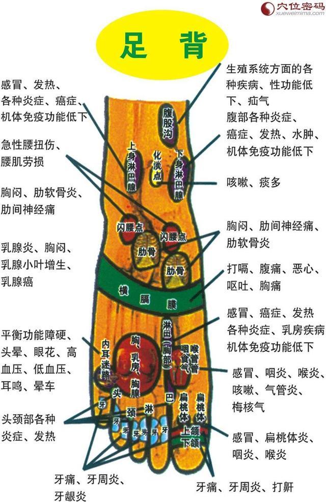 3.足外侧反射区:下腹部,生殖腺. 4.