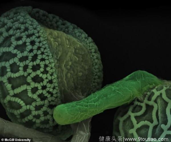 研究人员显微镜下揭秘植物如何进行交配