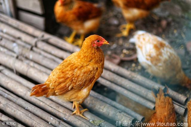 秋冬季鸡传染性鼻炎危害大怎么办？如何防治？